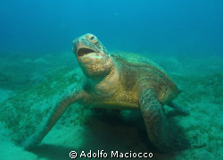 Singing green turtle! by Adolfo Maciocco 